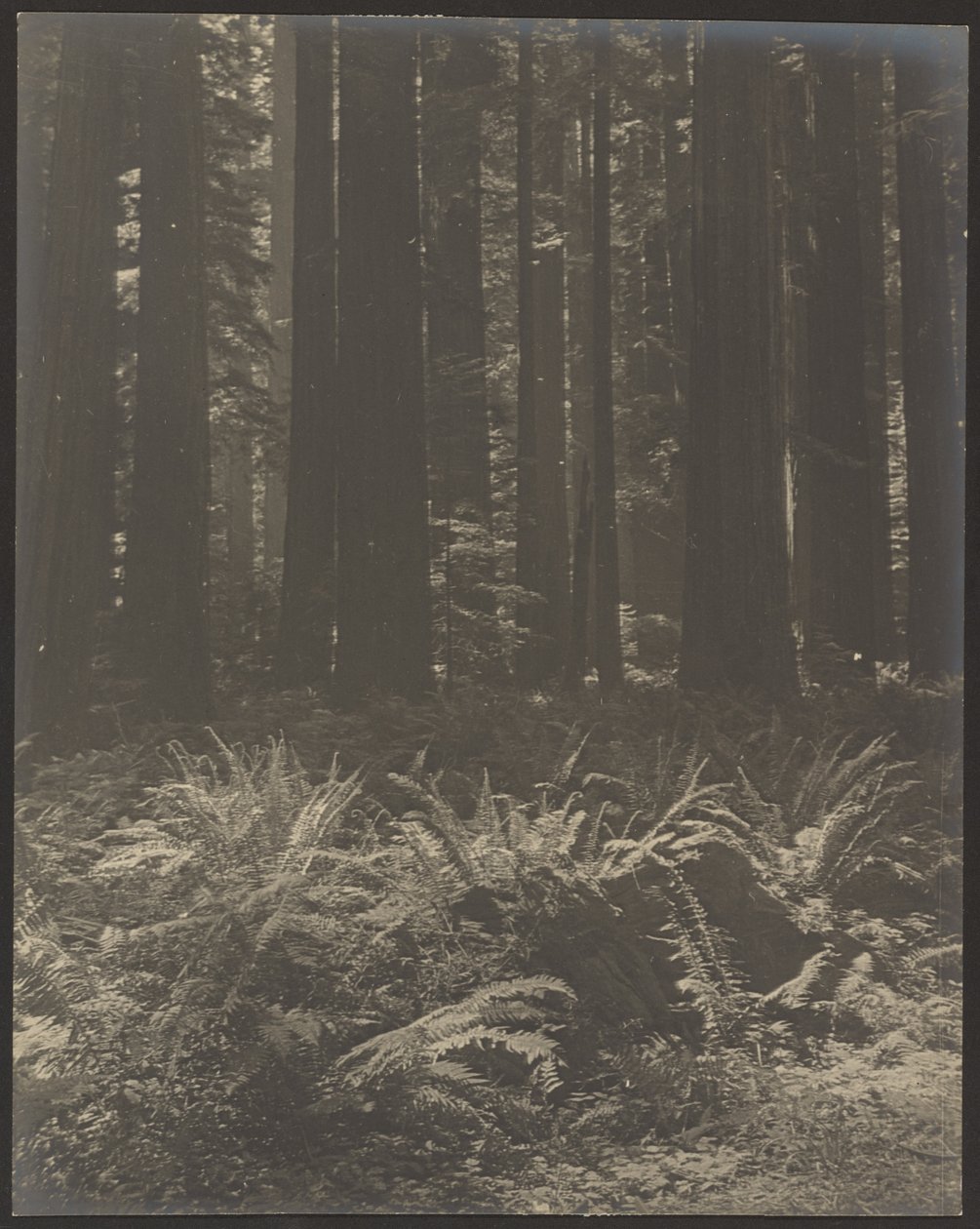 [Ormbunke i skogen] av Louis Fleckenstein