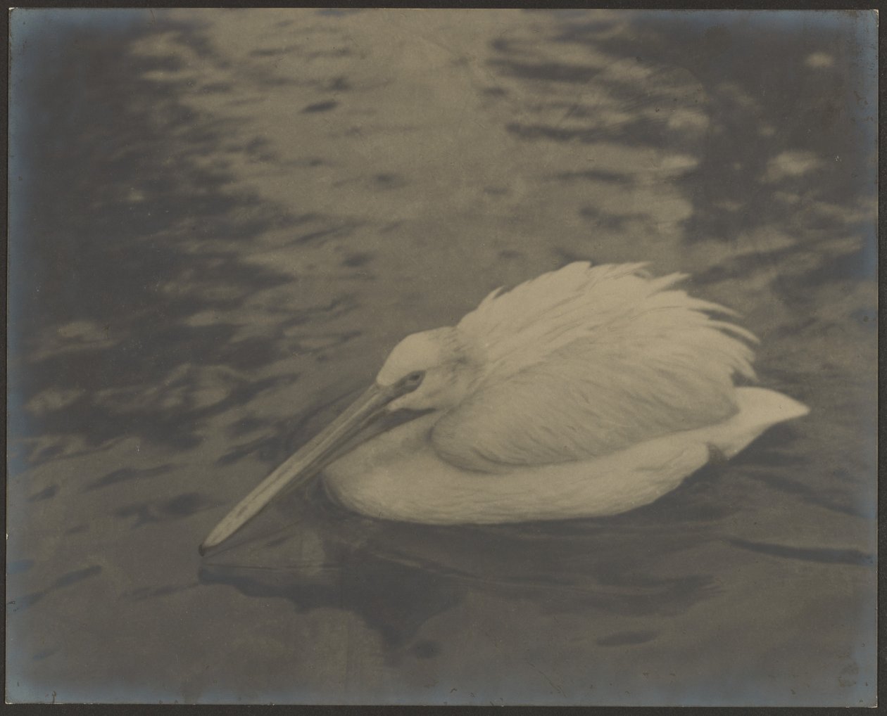 [Heron] av Louis Fleckenstein