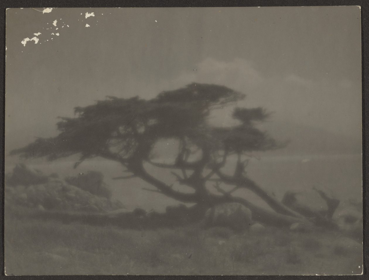 [Landskap med cypress] av Louis Fleckenstein
