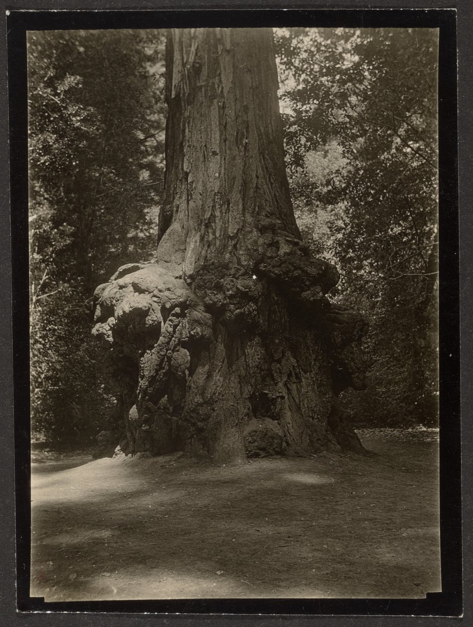[Redwood, Big Basin] av Louis Fleckenstein