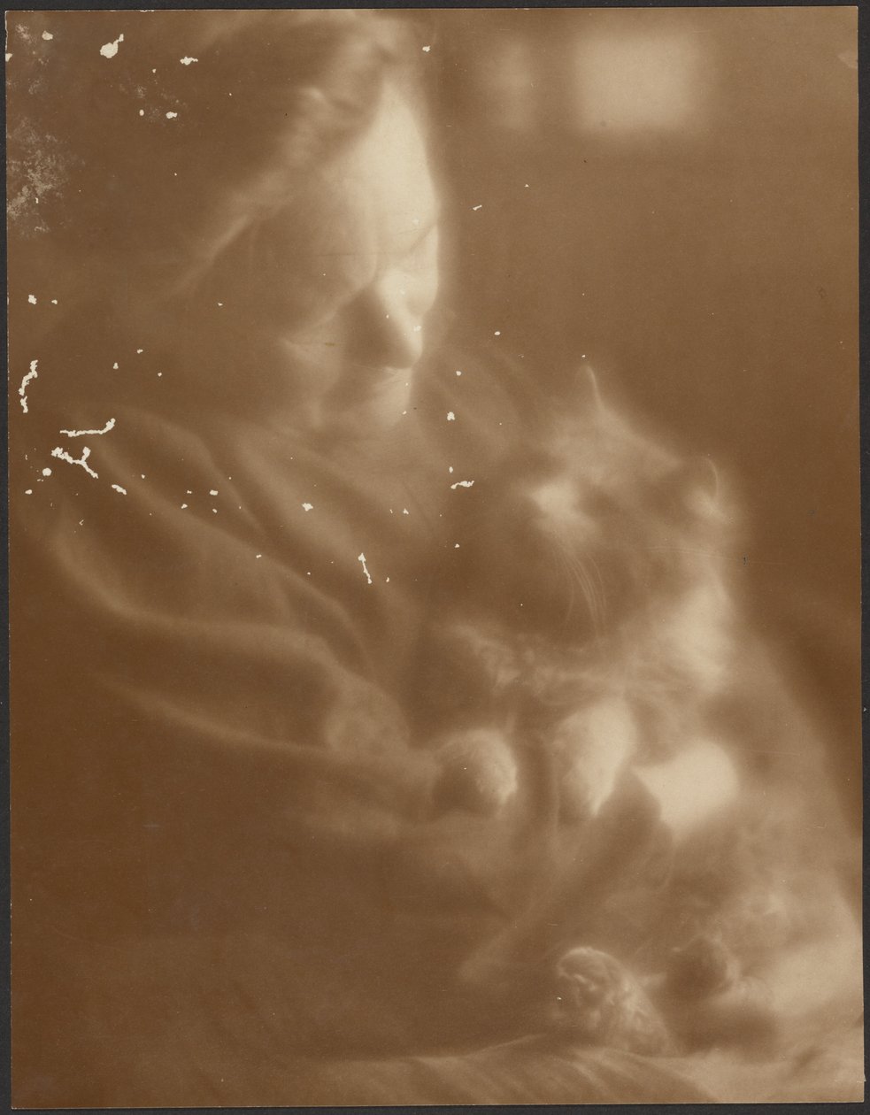 Husdjuret Angora av Louis Fleckenstein
