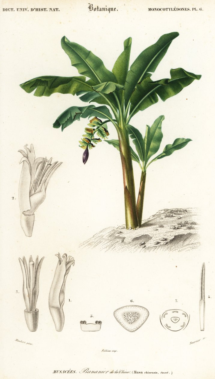 Banan, Musa acuminata., 1849 (gravyr) av Louis Joseph Edouard Maubert