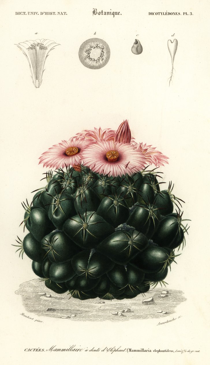 Bikupakaktus, Coryphantha elephantidens.,1849 (gravyr) av Louis Joseph Edouard Maubert