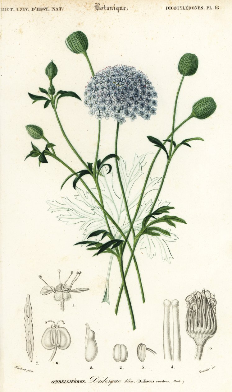 Blå spetsblomma, Trachymene coerulea. ,1849 (gravyr) av Louis Joseph Edouard Maubert