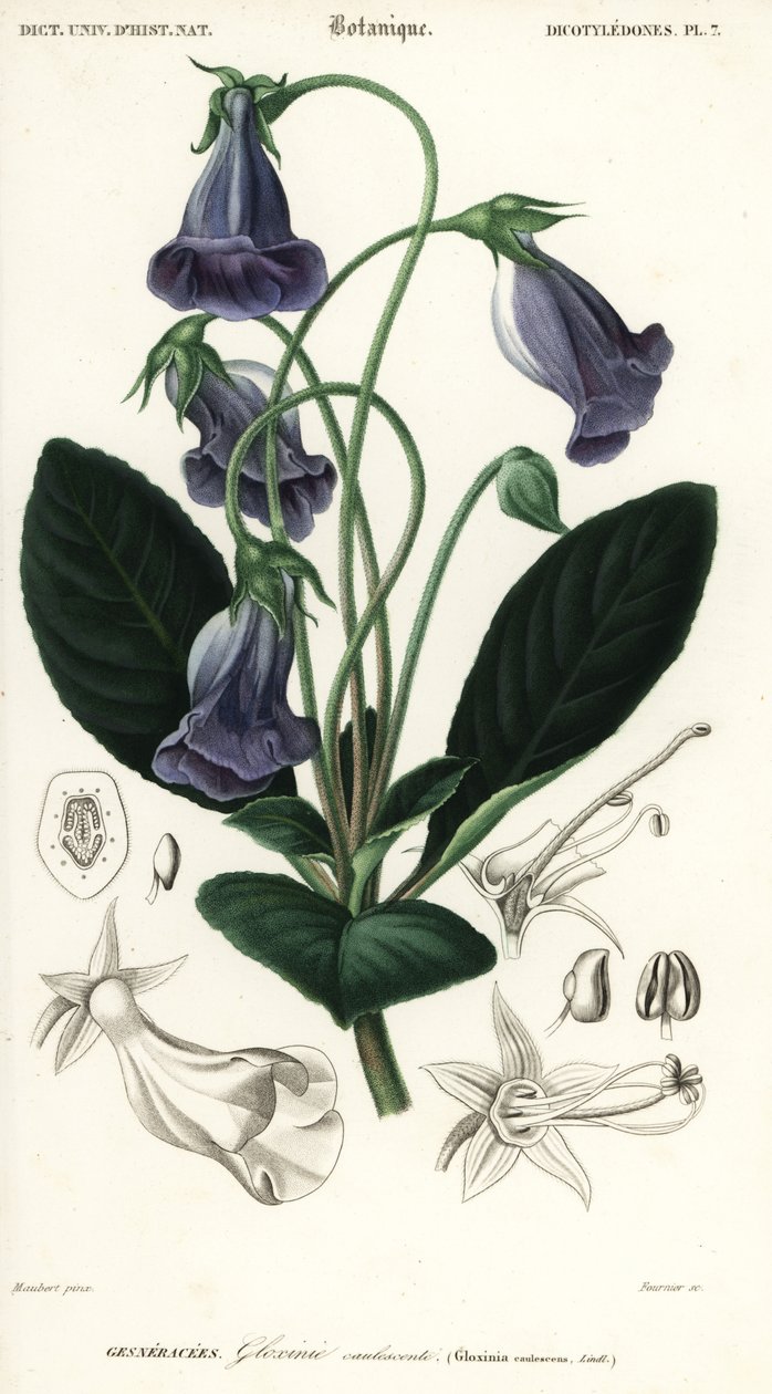 Brasiliansk gloxinia, Sinningia speciosa., 1849 (gravyr) av Louis Joseph Edouard Maubert