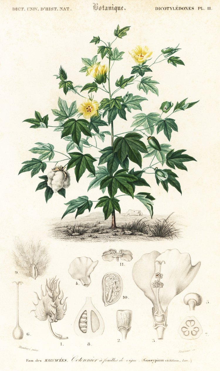 Bomullsväxt, Gossypium barbadense., 1849 (gravyr) av Louis Joseph Edouard Maubert