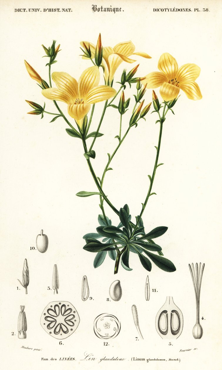 Lin, Linum campanulatum., 1849 (gravyr) av Louis Joseph Edouard Maubert