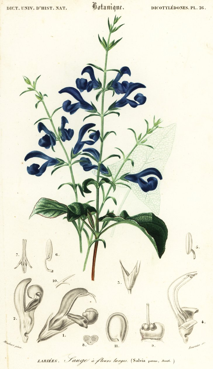 Gentiana salvia eller spridande salvia, Salvia patens., 1849 (gravyr) av Louis Joseph Edouard Maubert