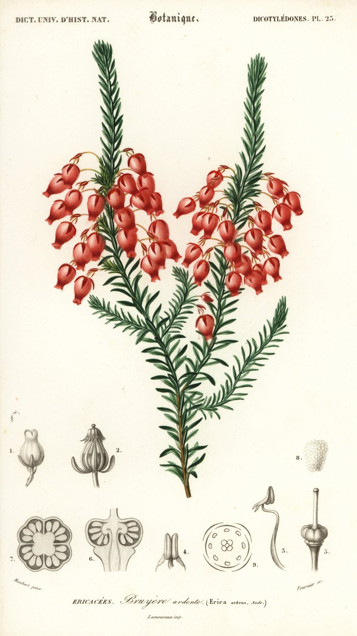 Glödande hed, Erica ardens. ,1849 (gravyr) av Louis Joseph Edouard Maubert