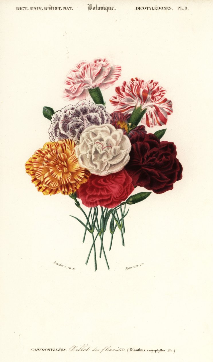 Grupp nejlikor, Dianthus caryophyllus. ,1849 (gravyr) av Louis Joseph Edouard Maubert