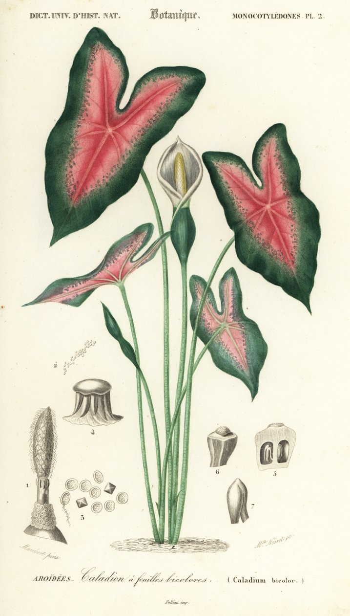 Jesu hjärta, Caladium bicolor. ,1849 (gravyr) av Louis Joseph Edouard Maubert