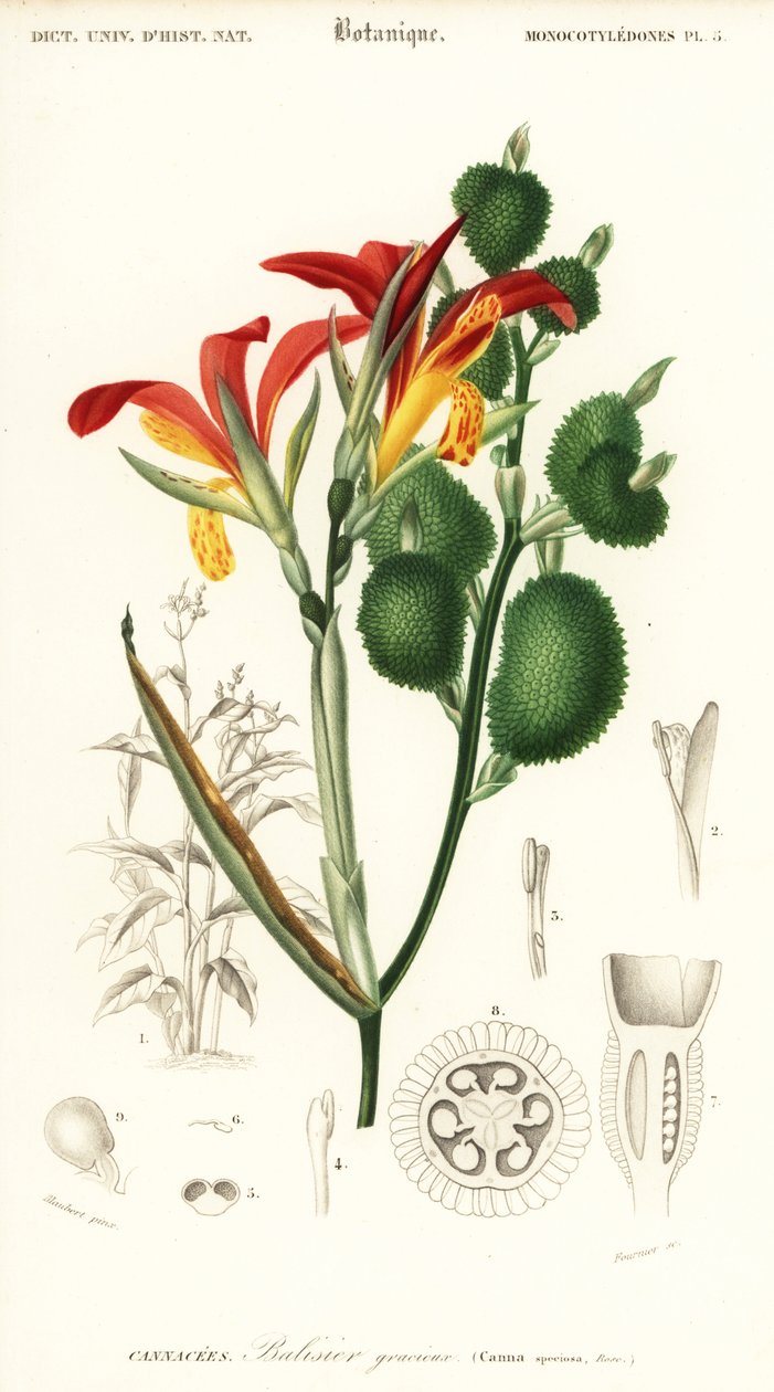 Indisk skott, Canna indica. ,1849 (gravyr) av Louis Joseph Edouard Maubert