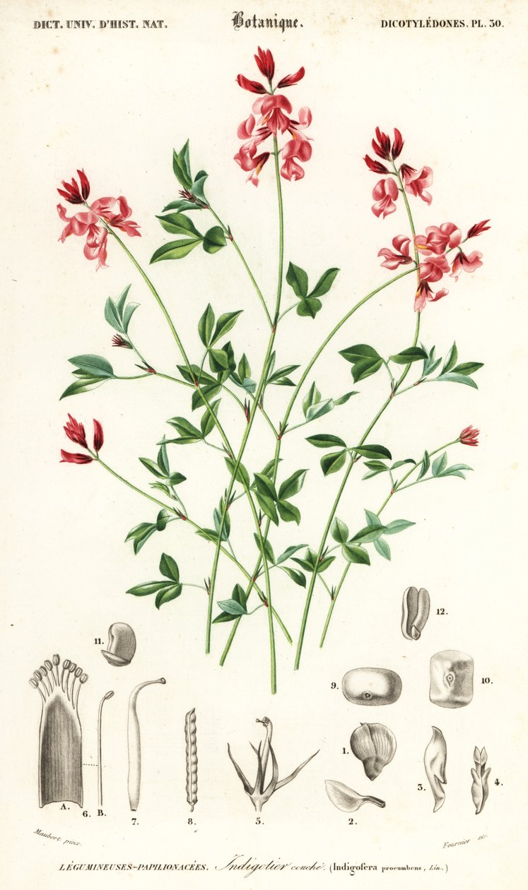 Indigoväxt, Indigofera liggande. ,1849 (gravyr) av Louis Joseph Edouard Maubert