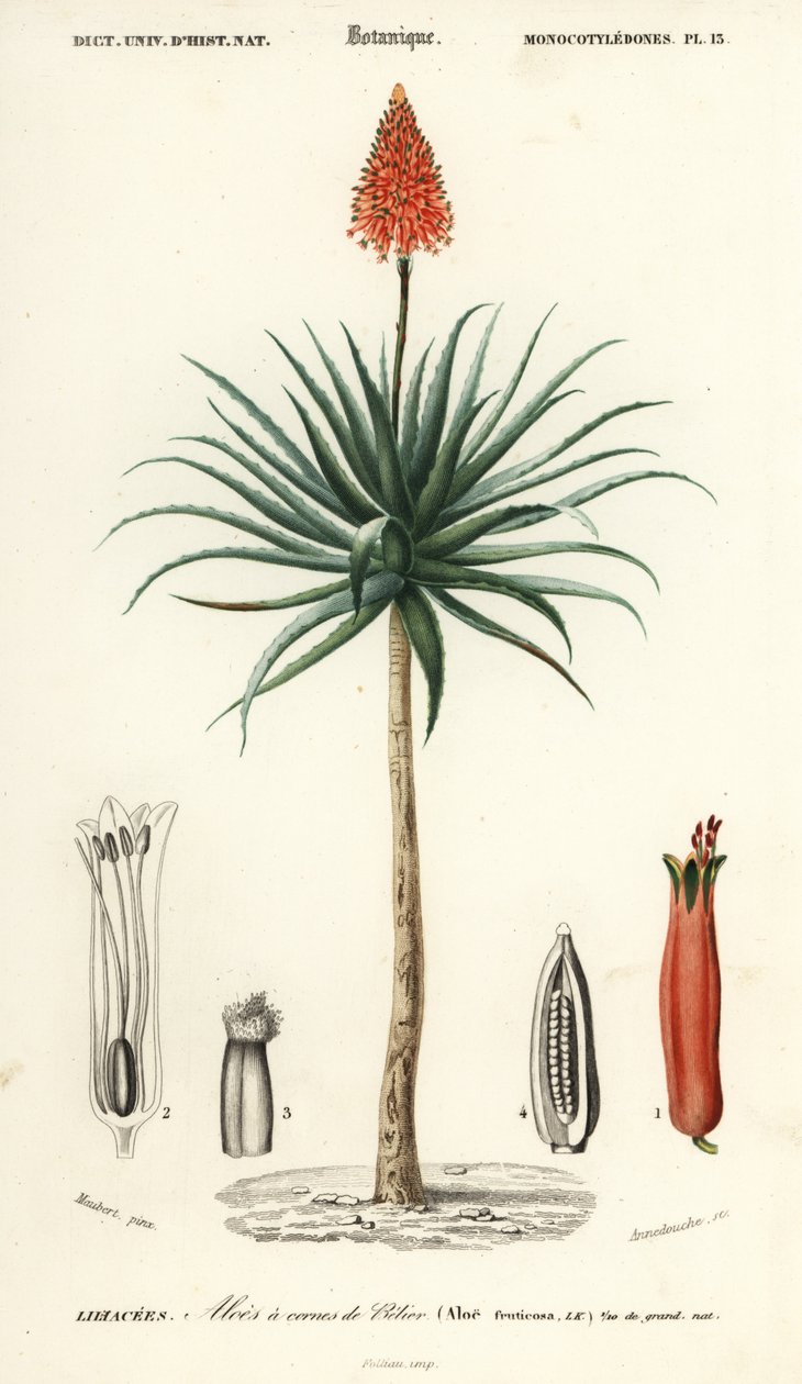 Krantz aloe, Aloe arborescens., 1849 (gravyr) av Louis Joseph Edouard Maubert