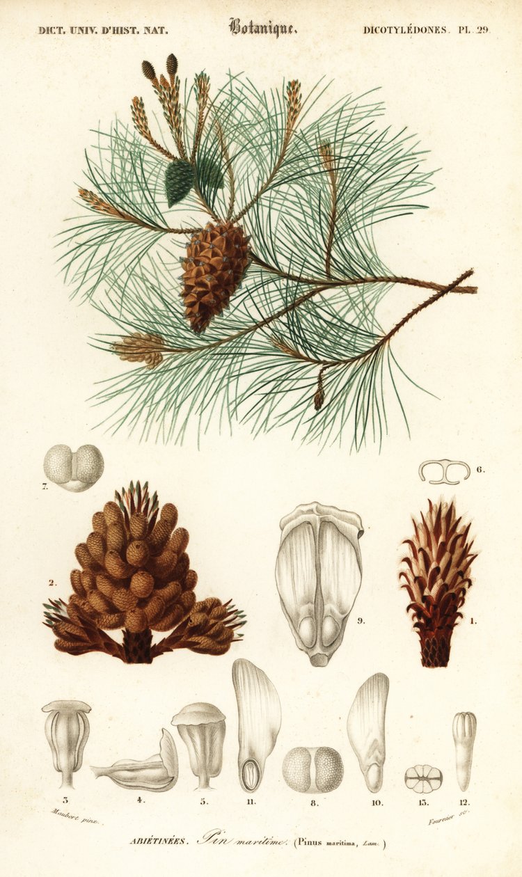 Maritim tall eller klastall, Pinus pinaster., 1849 (gravyr) av Louis Joseph Edouard Maubert