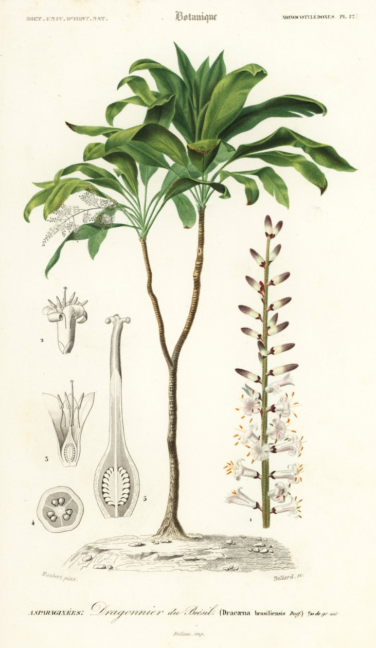 Palmlilja, Cordyline fruticosa., 1849 (gravyr) av Louis Joseph Edouard Maubert