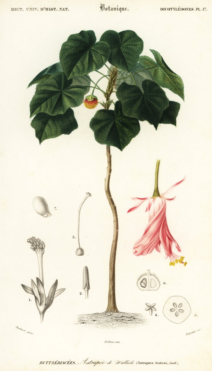 Pinkball, Dombeya wallichii. ,1849 (gravyr) av Louis Joseph Edouard Maubert