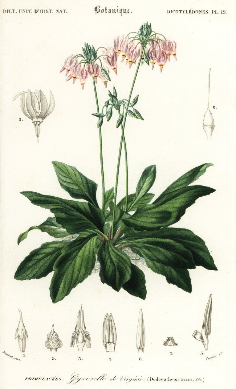 Shooting star eller östligt stjärnfall, Dodecatheon media. ,1849 (gravyr) av Louis Joseph Edouard Maubert