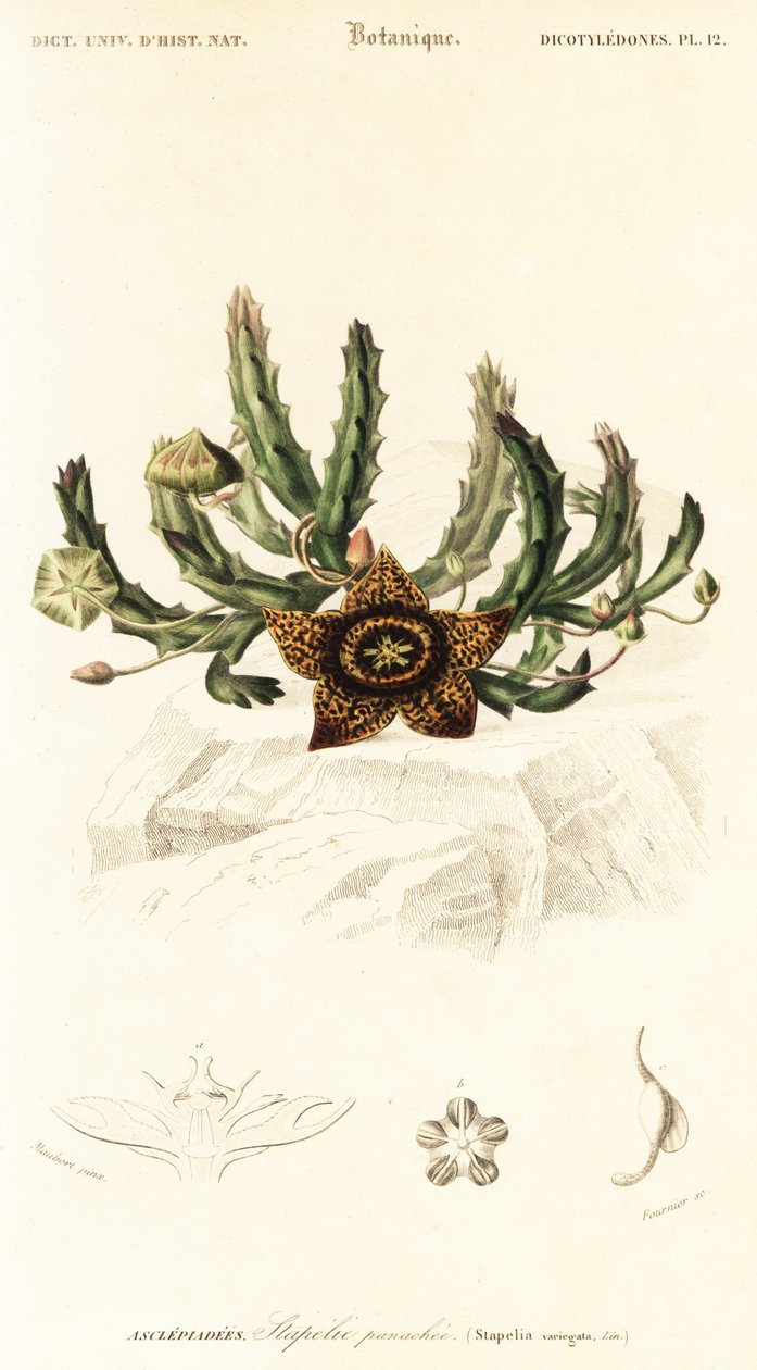 Stjärnblomma, Orbea variegata., 1849 (gravyr) av Louis Joseph Edouard Maubert