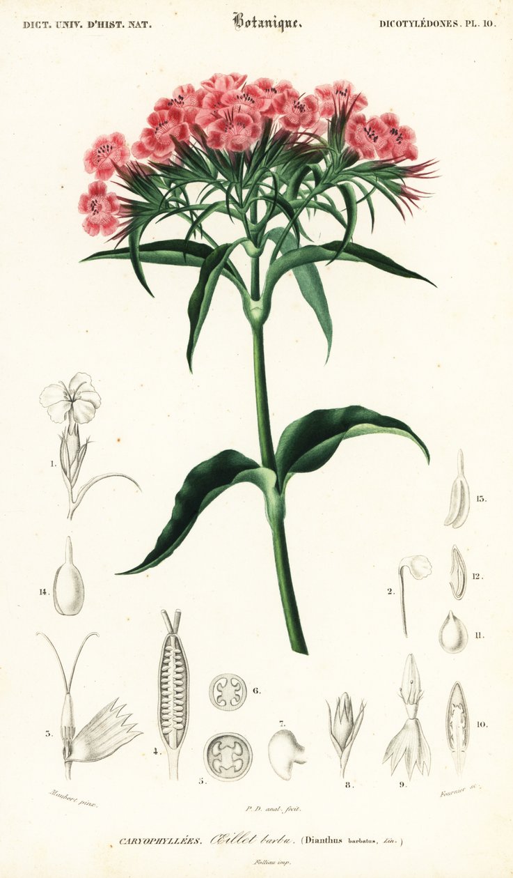 Sweet William, Dianthus barbatus.,1849 (gravyr) av Louis Joseph Edouard Maubert