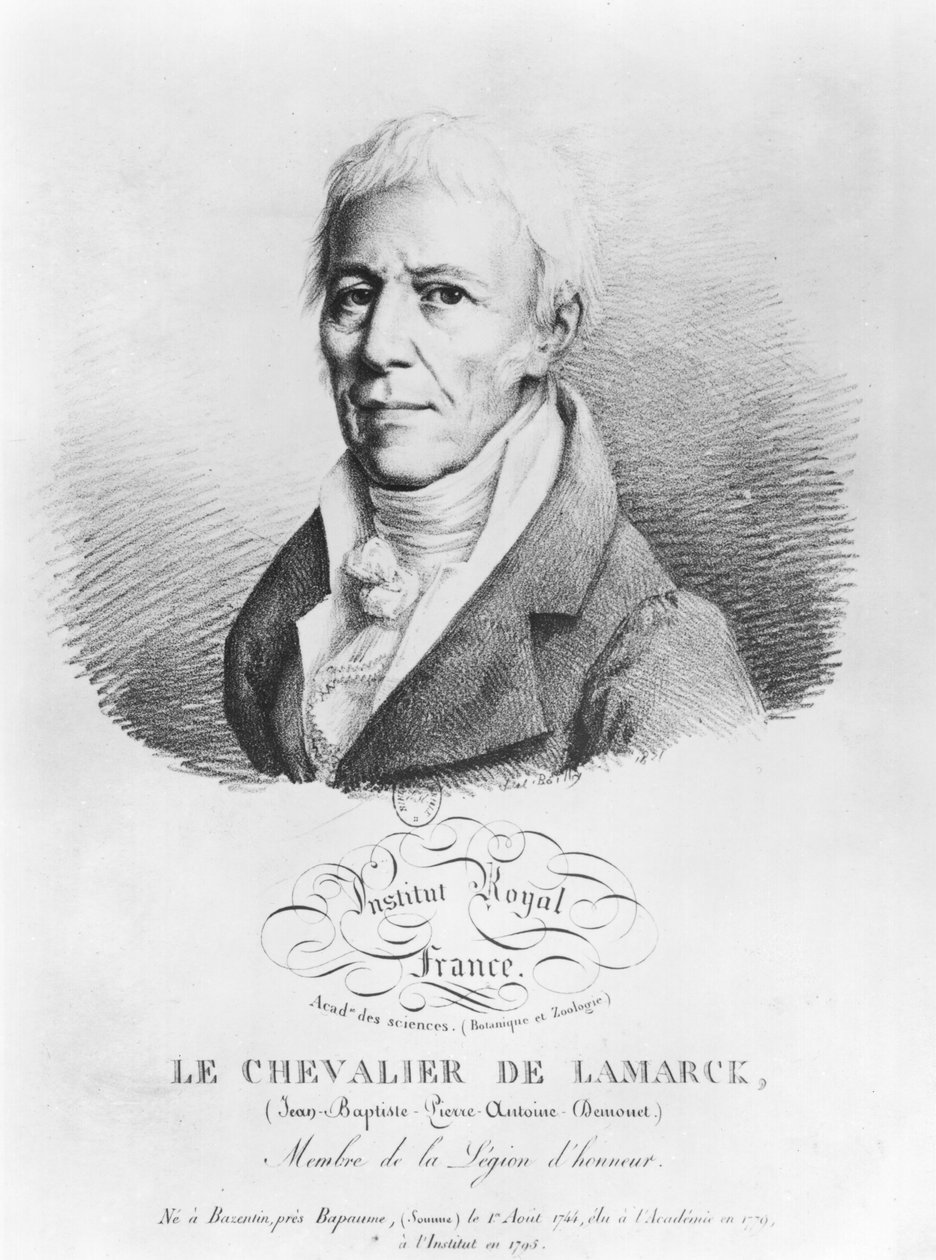 Porträtt av Jean-Baptiste de Monet (1744-1829) Chevalier de Lamarck, från 