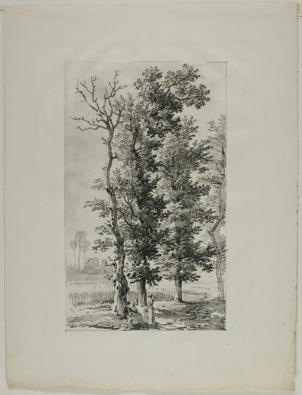 Studie av träd av Louis Pierre Baltard