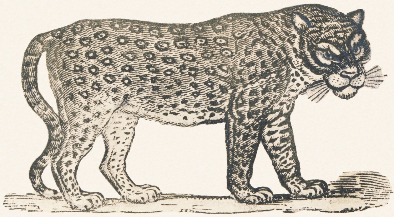 Tiger av Louis Simon (1810 1870) Lassalle