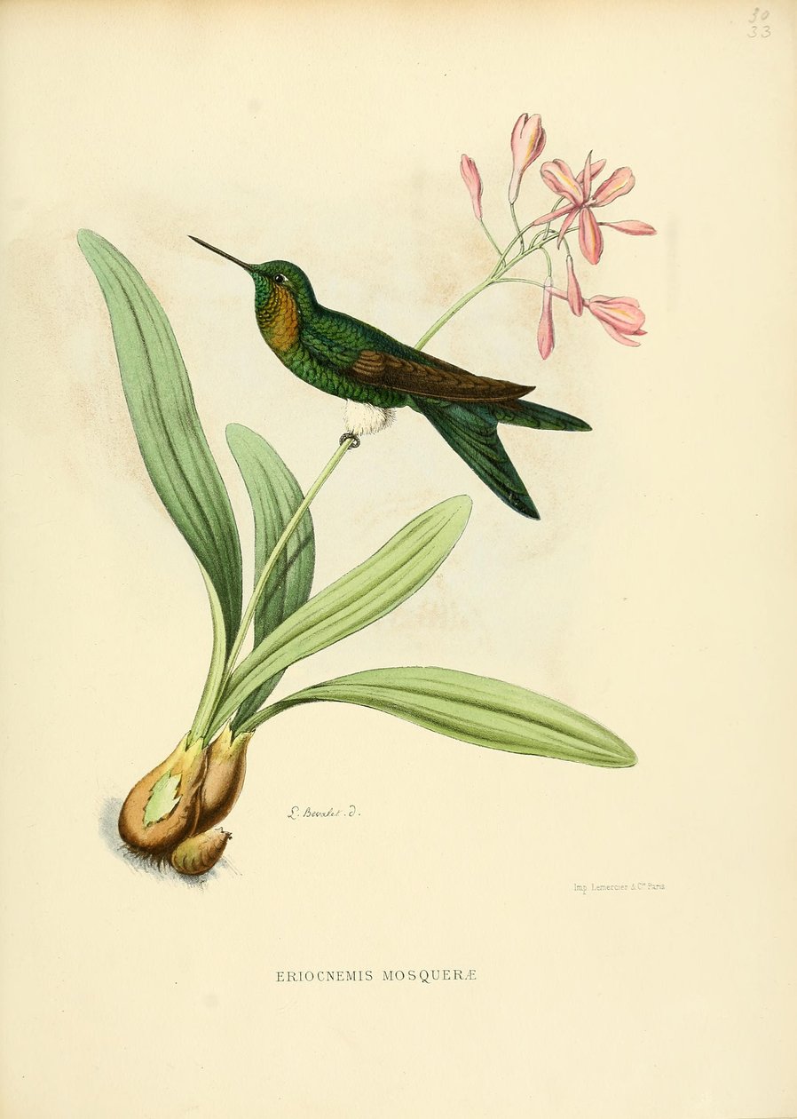 Eriocnemis moské av Louis Victor Bevalet