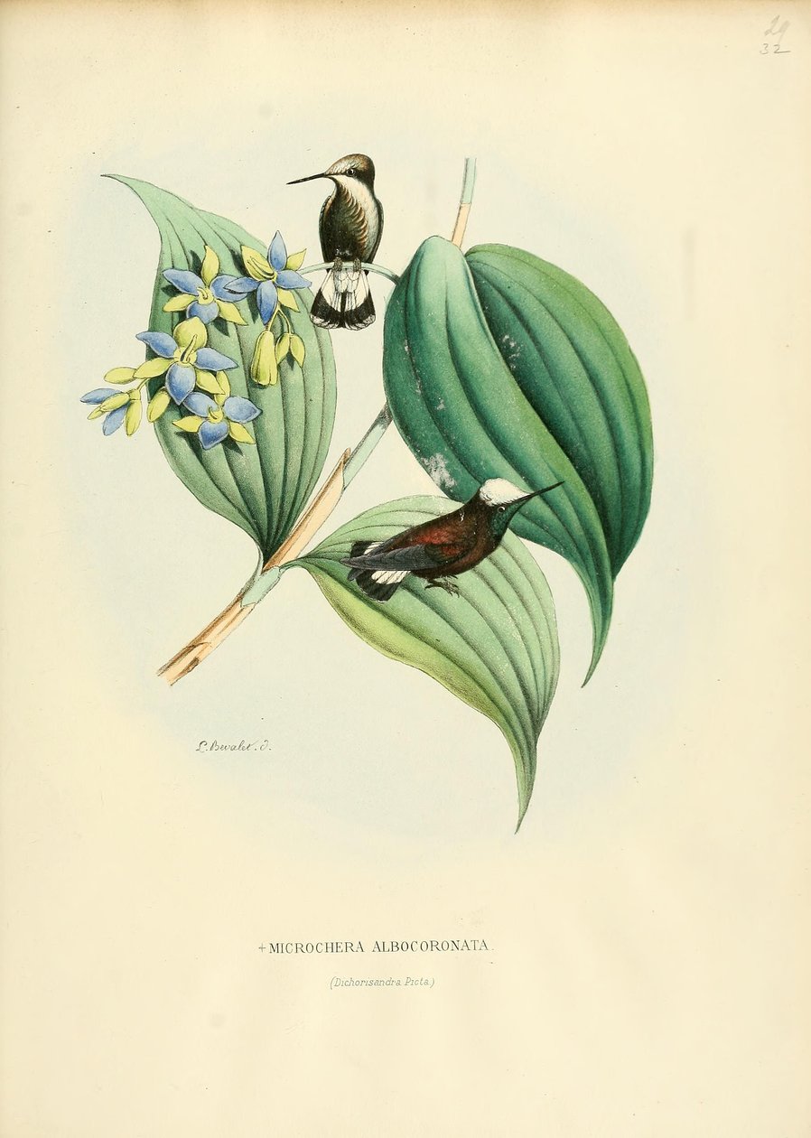 Microchera albocoronata av Louis Victor Bevalet