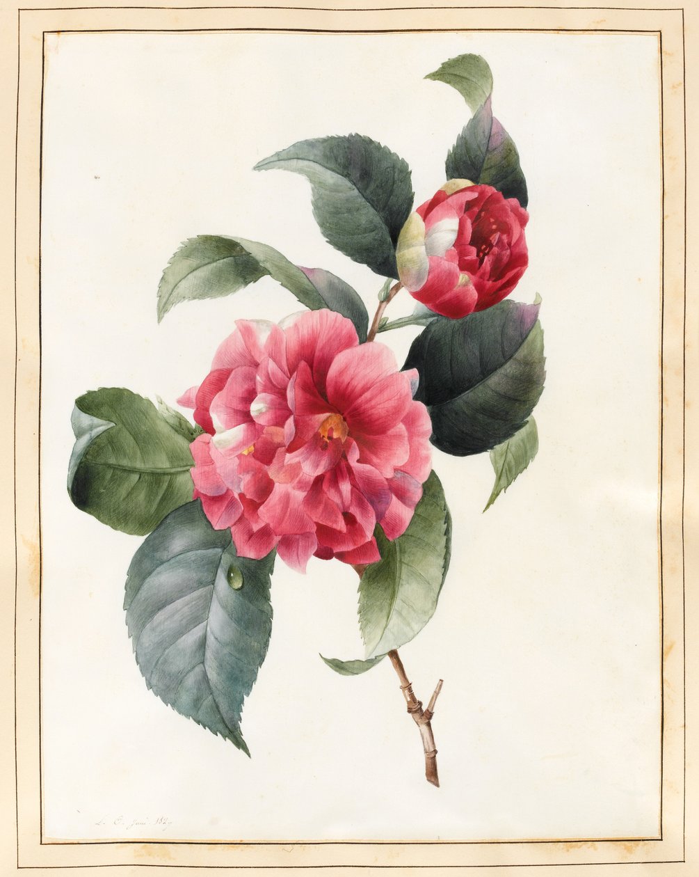 Camellia, 1827 (wc med lite kroppsfärg på veläng) av Louise DOrleans