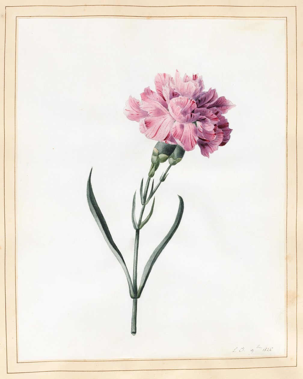 Nejlika, 1826 (wc på veläng) av Louise DOrleans