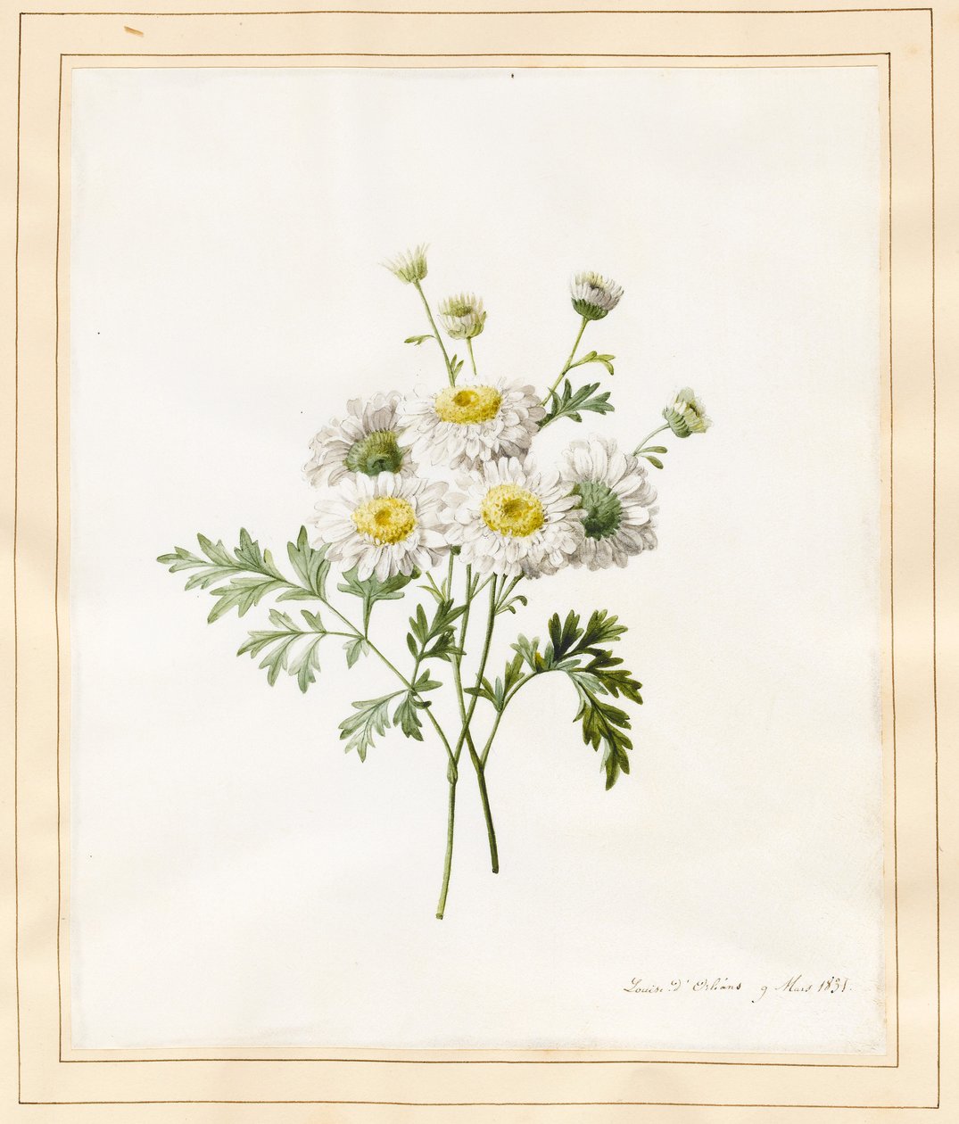 Chrysanthemum Parthenium (Bachelor