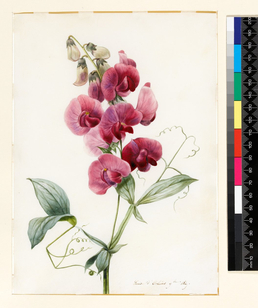 Lathyrus latifolius (Evig ärta) av Louise DOrleans