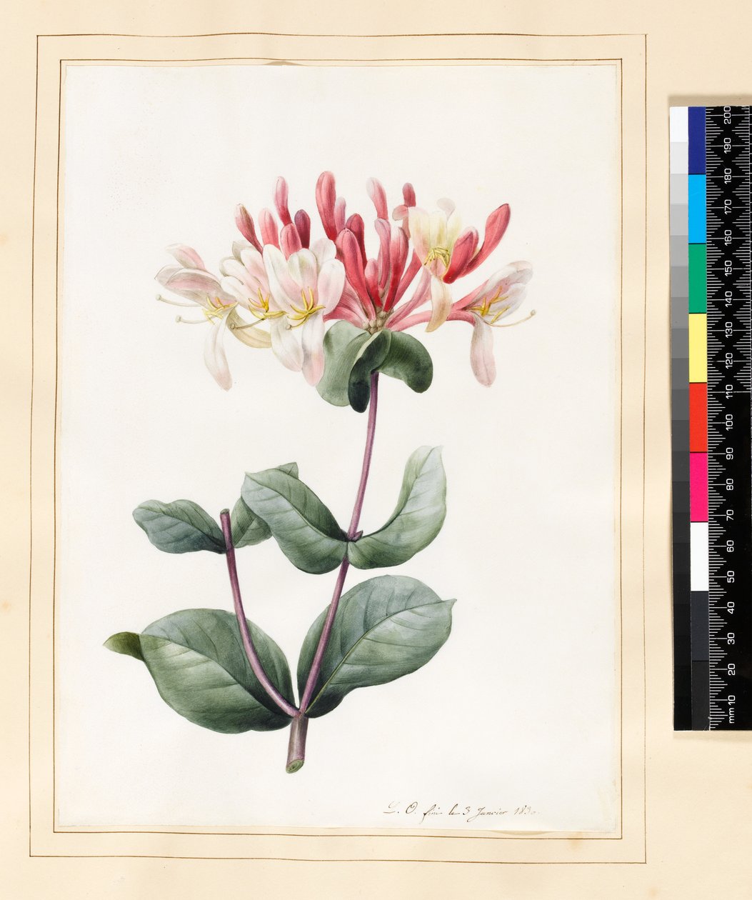 Lonicera Periclymenum (kaprifol) 1830 (toalett och gouache på veläng) av Louise DOrleans