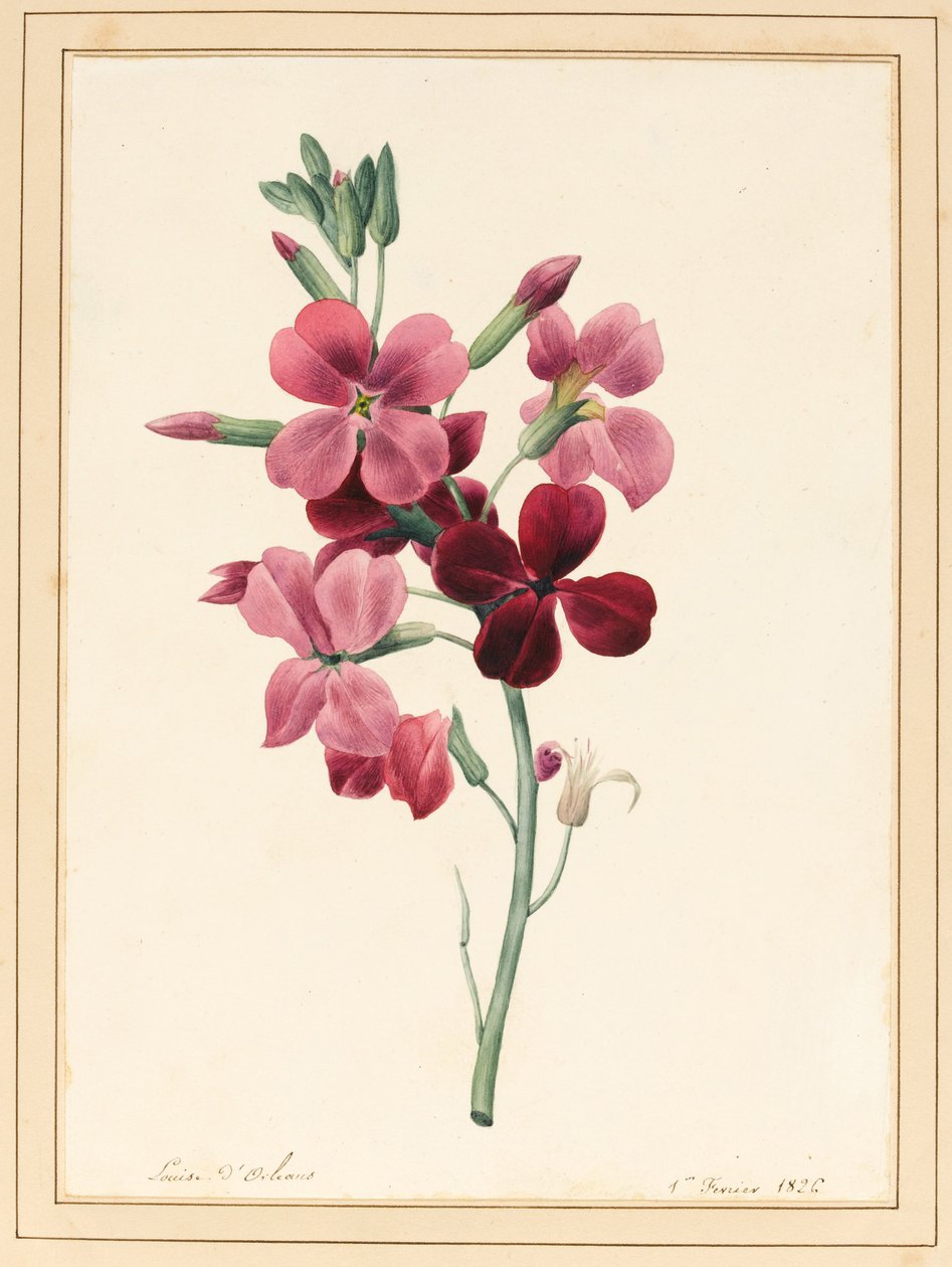 Matthiola, Stock, 1826 (wc med lite bodycolour på papper) av Louise DOrleans