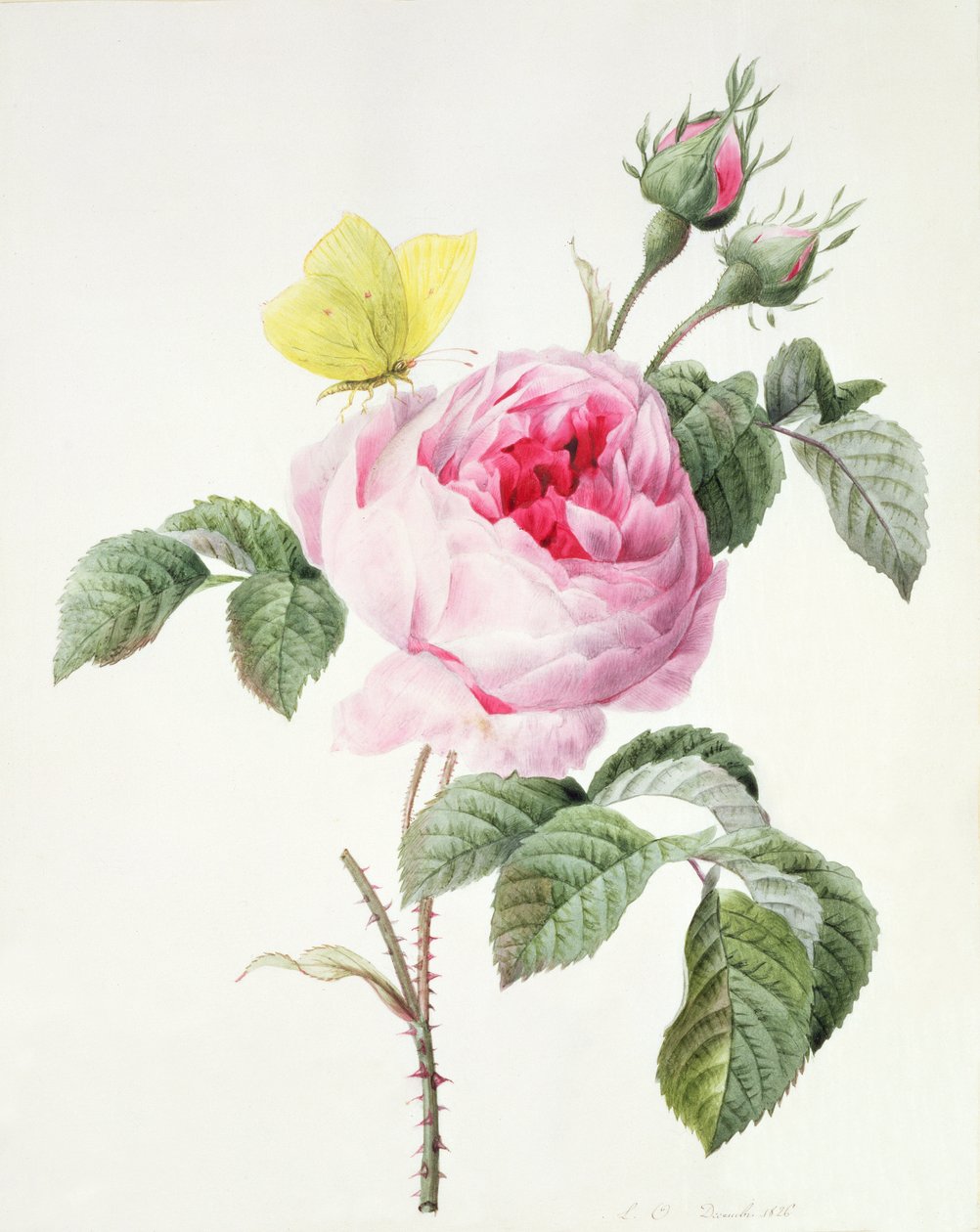 PD.107-1973.f11 Rosa ros med knoppar och en brimstonefjäril, 1826 av Louise DOrleans