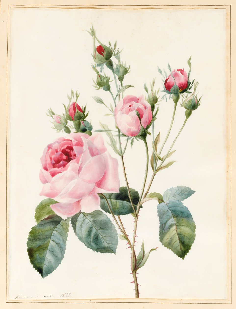 Rosa ros och knoppar, 1832 (wc med lite färg på vellum) av Louise DOrleans