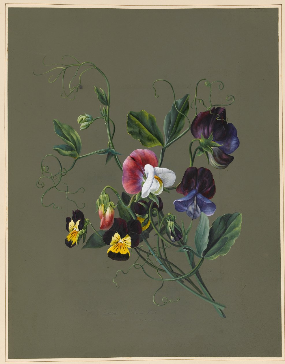 Sweet Peas (Quitro) and Violas, 1830 (wc och kroppsfärg på papper med förberedd mald) av Louise DOrleans