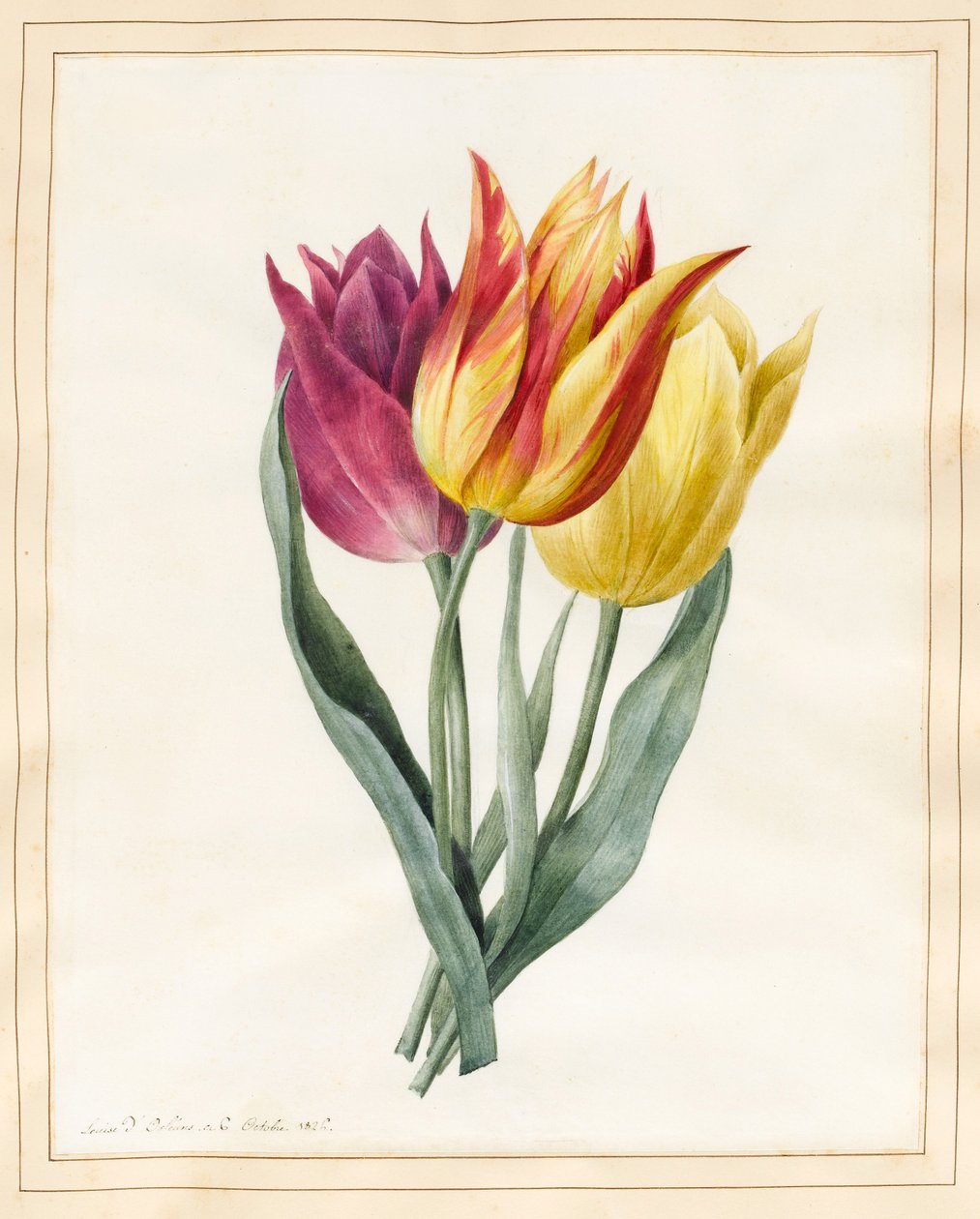 Three Lily Tulips (wc med lite bodycolour på vellum) av Louise DOrleans