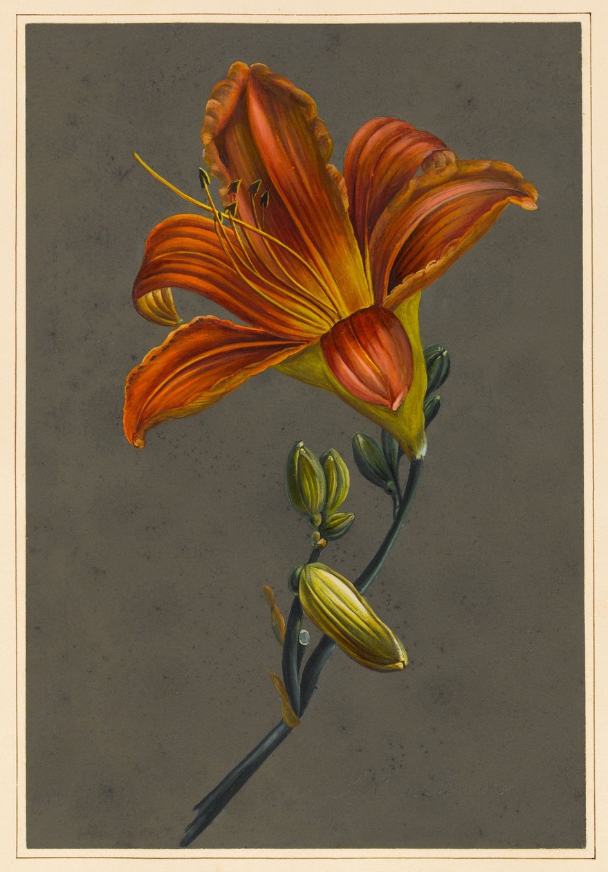 Hemerocallis (Daglilje), 1830 (kroppsfärg på papper med förberedd mark) av Louise DOrleans