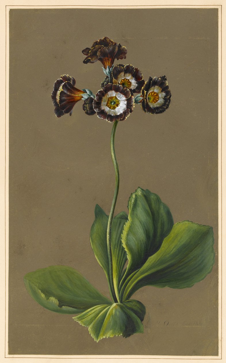Hybrid Auricula, 1830 (kroppsfärg på papper med förberedd mark) av Louise DOrleans