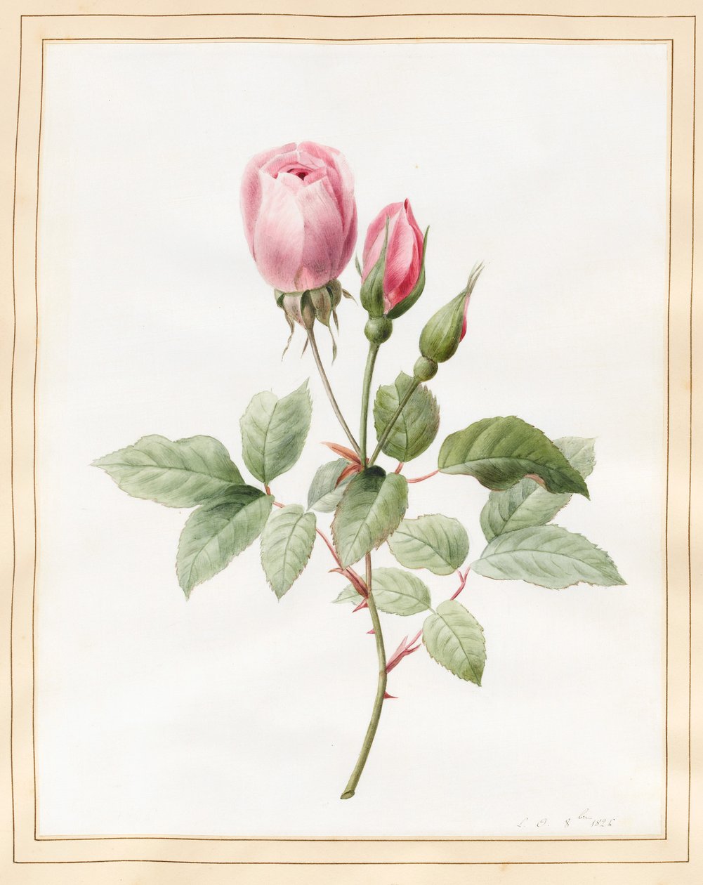 Rosa ros och knoppar, 1826 (wc med lite kroppsfärg på veläng) av Louise DOrleans