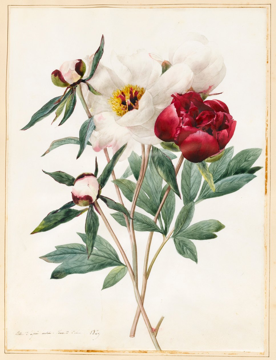 Red and White Herbaceous Paeonies, 1829 (wc med lite kroppsfärg på veläng) av Louise DOrleans