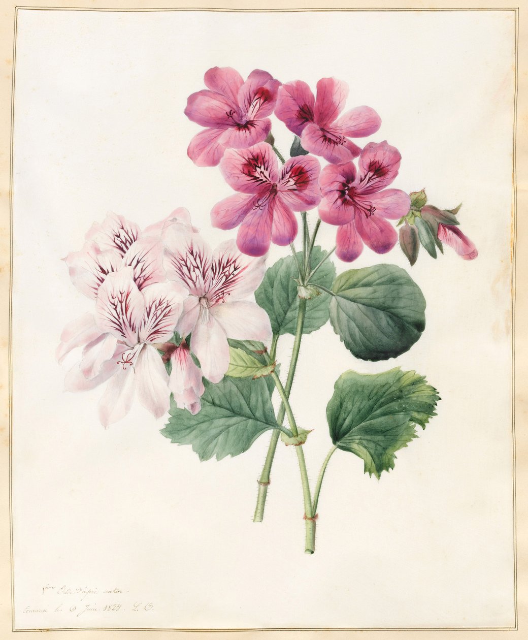 Två hybrider av "Peliagoniums", 1828 (wc med viss färg på vellum) av Louise DOrleans