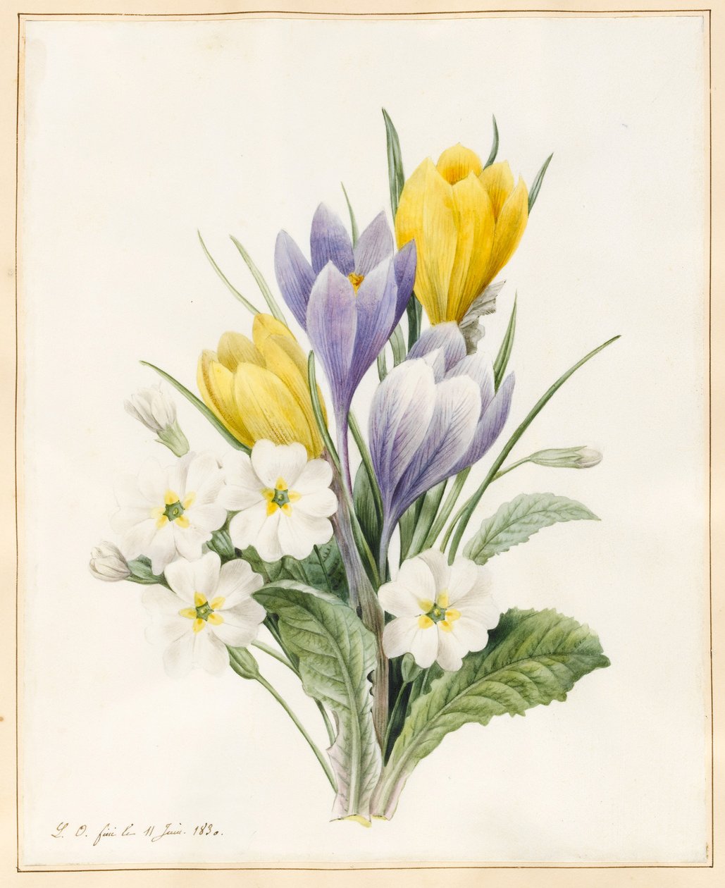 White Primroses and Early Hybrid Crocuses, 1830 (wc med lite kroppsfärg på veläng) av Louise DOrleans