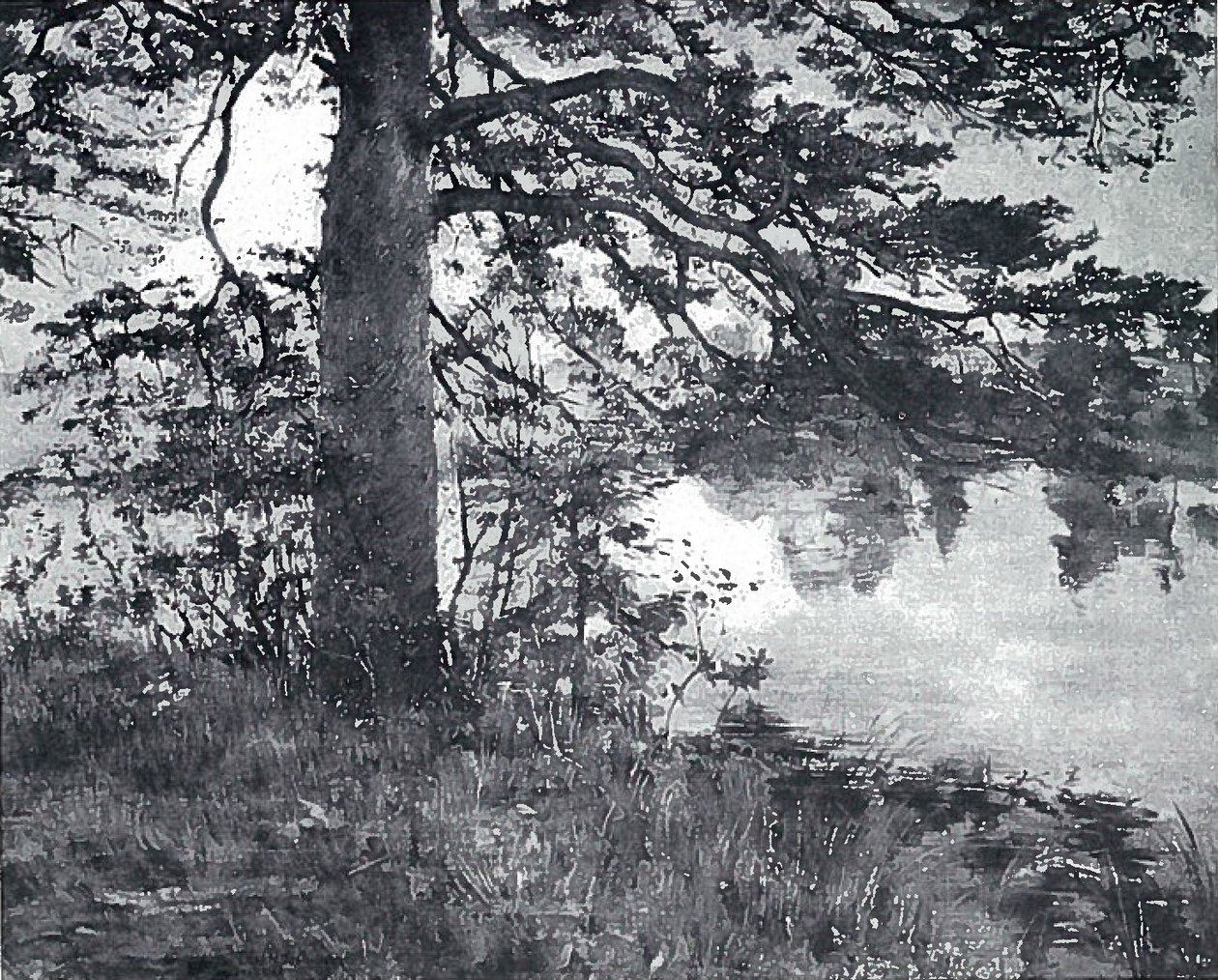  Kiefer am Wassern av Lovis Corinth