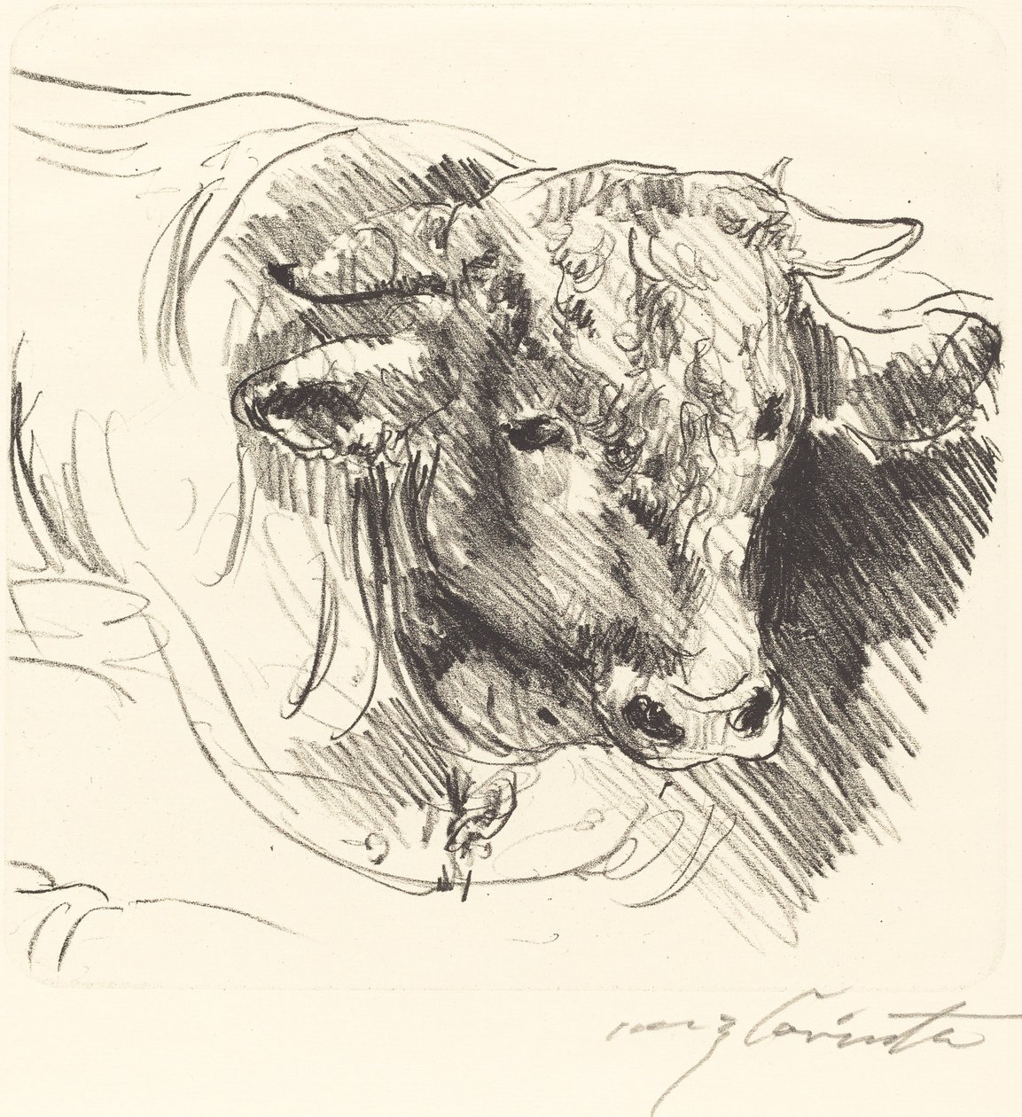 Stierkopf Head of a Steer, 1912. av Lovis Corinth