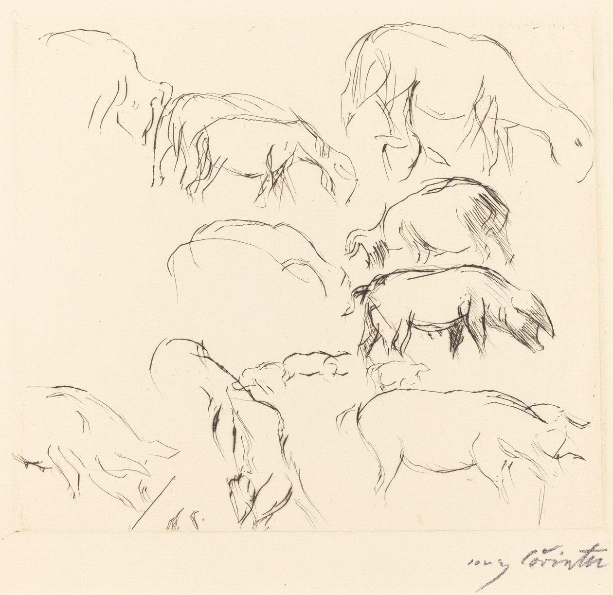 Olika djurstudier Djurstudier, 1917. av Lovis Corinth