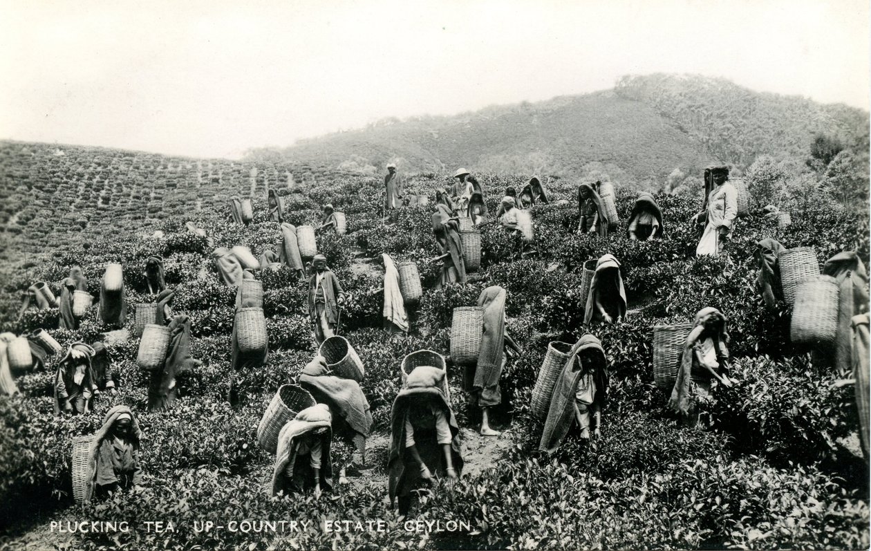 Plockar te, lantgård, Ceylon, ca 1900-1930 (s/v foto) av Ltd. Ceylon Plâté