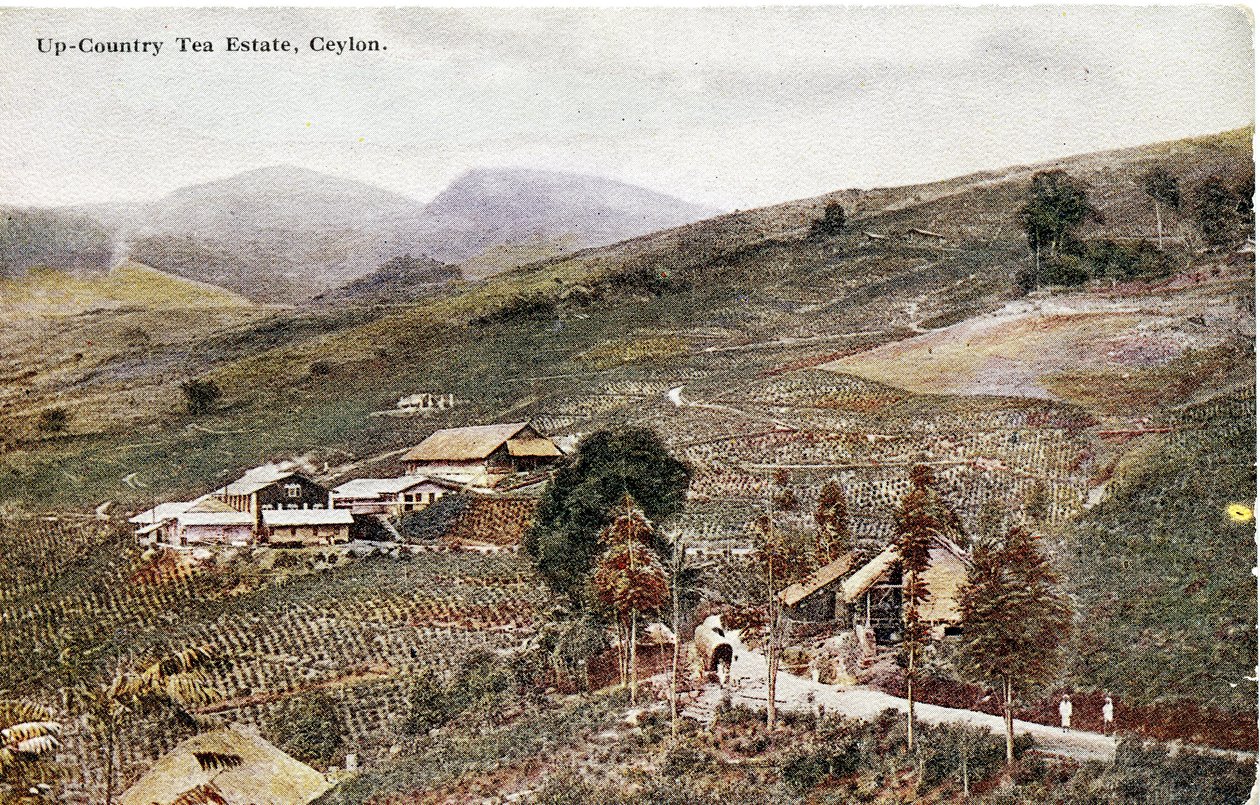 Up-Country Tea Estate, Ceylon, ca 1900-20 (handfärgat fotografi) av Ltd. Ceylon Plâté